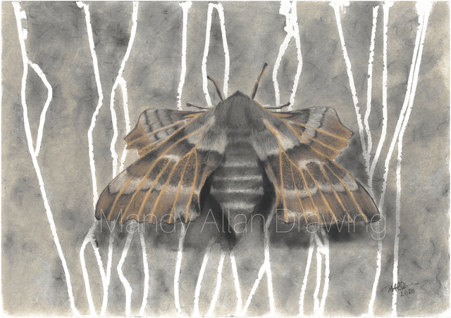 "Poplar Hawk Moth- Underpass" Original Drawing  