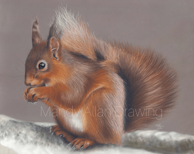 "Little Ears at Forest How" Limited edition Red Squirrel Print