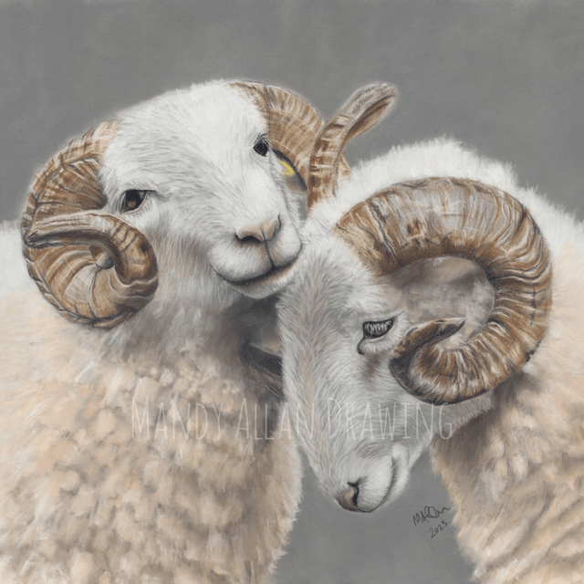 "Brotherly Love- White Faced Woodlands" Original Drawing