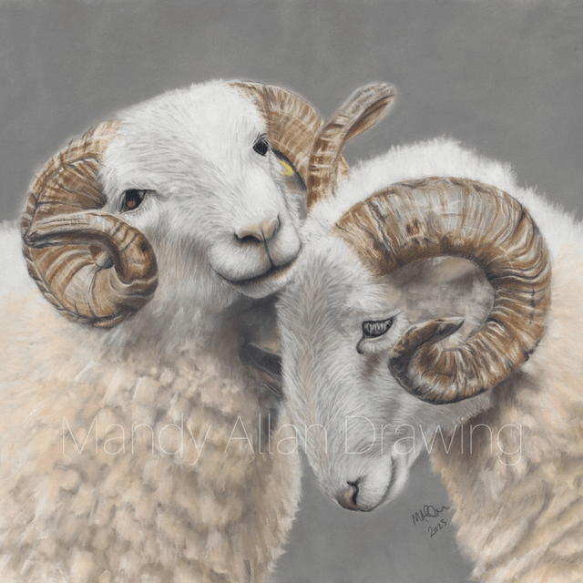 "Brotherly Love- White Faced Woodlands" Limited Edition Sheep Print