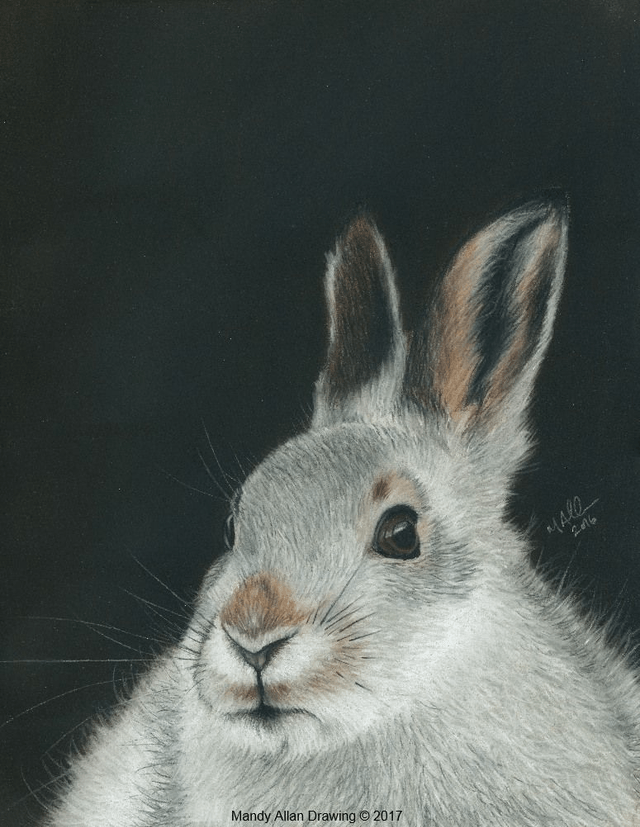 "Monadliath Mountain Hare" Original Drawing  