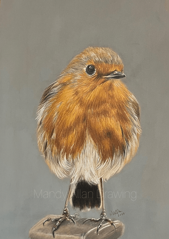 "Bobbin Robin Standing Proud" Original Drawing