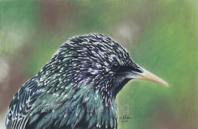 &quot;Starling- Hidden Rainbow&quot; Original Drawing 