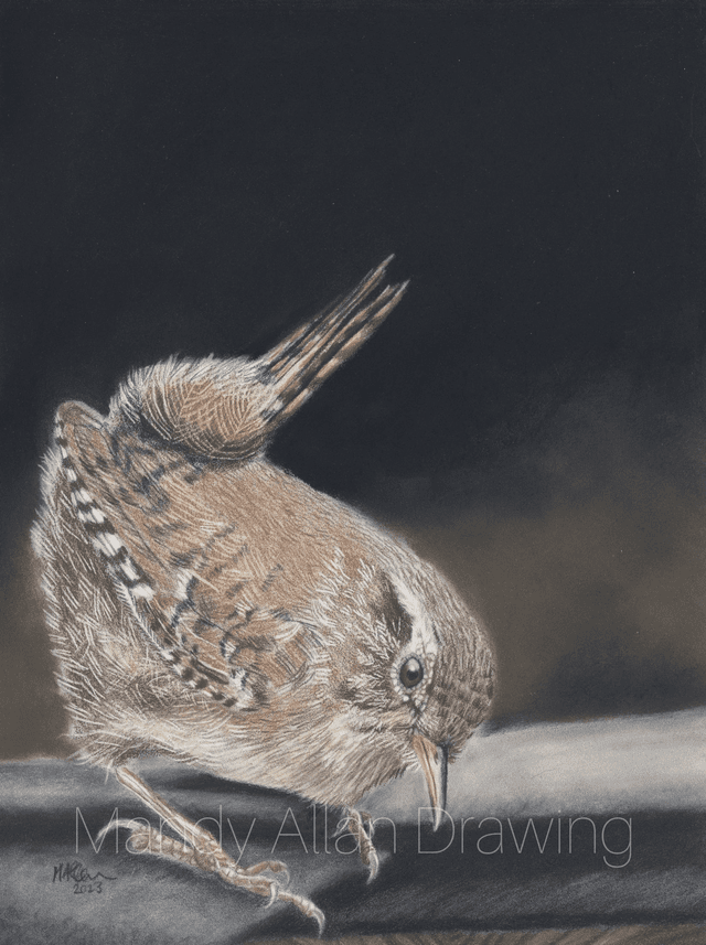 &quot;Hello Mrs Wren&quot; Limited Edition Bird Art Print