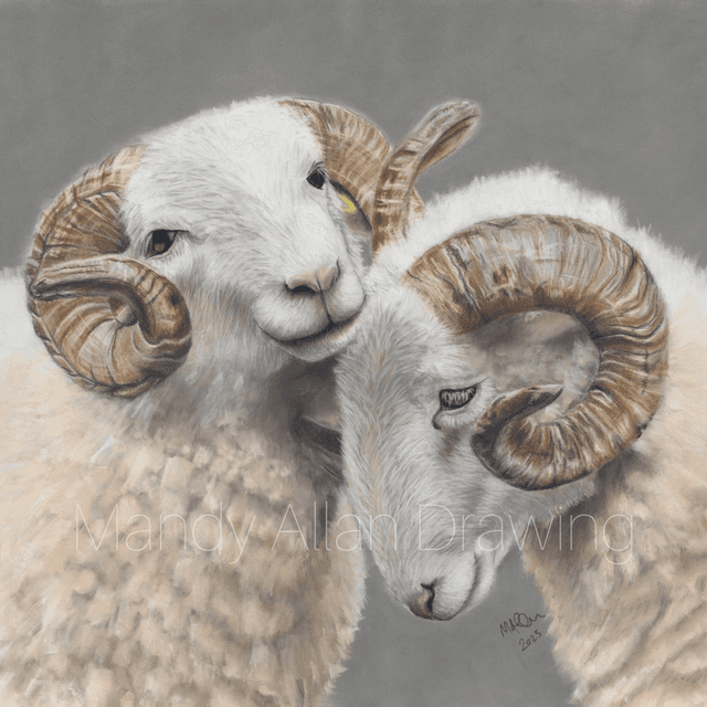 &quot;Brotherly Love- White Faced Woodlands&quot; Limited Edition Sheep Print