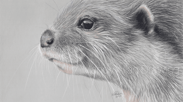 &quot;New Forest Otter&quot;