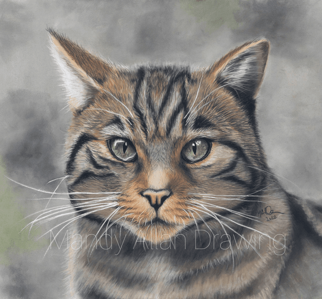 &quot;Protected- Scottish Wild Cat&quot; Original Drawing