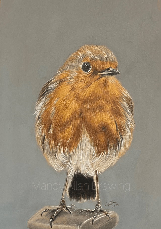 &quot;Bobbin Robin Standing Proud&quot; Original Drawing